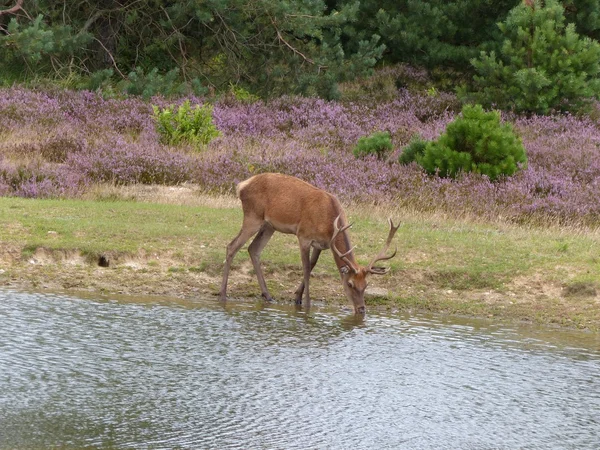 Rothirsch trinkt aus Teich — Stockfoto