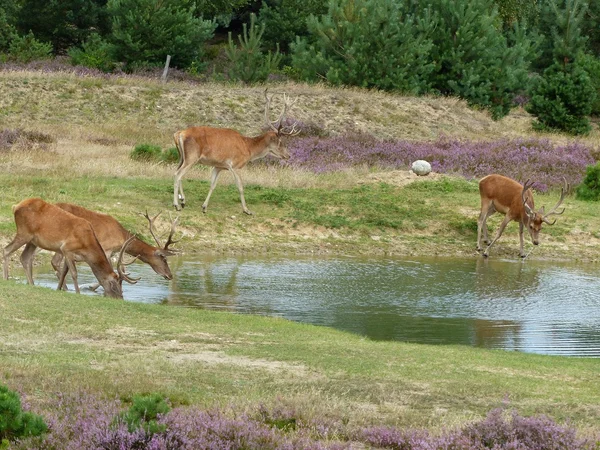 Rothirsch trinkt aus Teich — Stockfoto