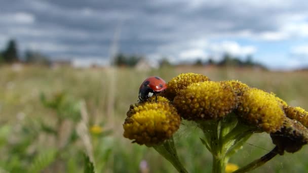 Lieveheersbeestje voeden op de bloemen van een plant Boerenwormkruid — Stockvideo