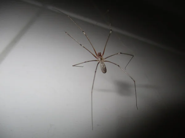 Araña del sótano asustadiza — Foto de Stock