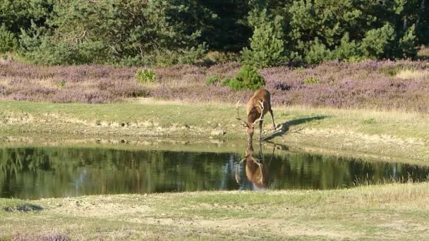 Stag tittar på sin spegelbild — Stockvideo