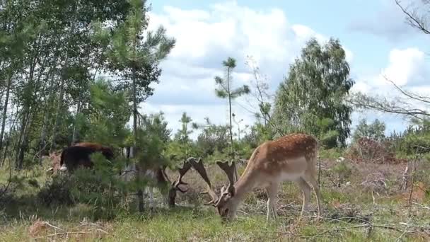 Pâturage de cerfs dans un pâturage boisé 