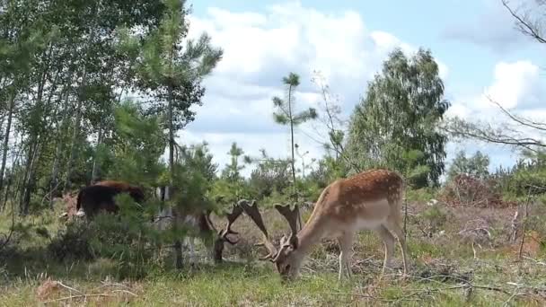 Pâturage de cerfs dans un pâturage boisé — Video