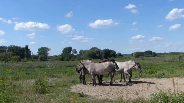 Häst familj vilar på marken — Stockvideo