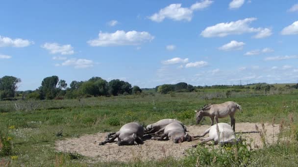 Horses Sleeping in the afternoon — Stock Video