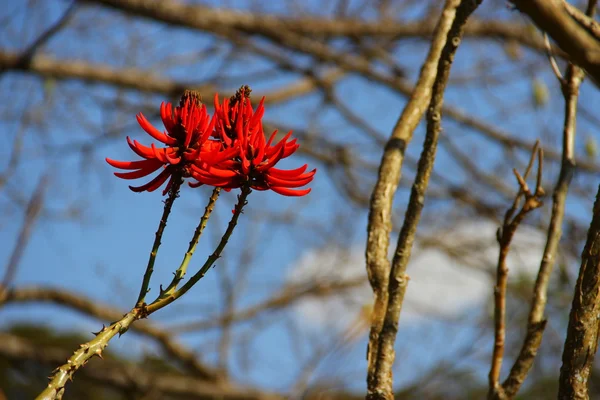 La fleur rouge dans l'arbre — Photo