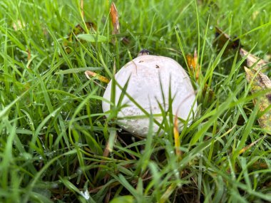 Ormanda beyaz mantar