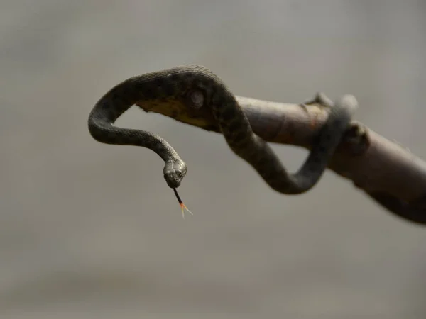 木の枝の上で舌を巻き — ストック写真