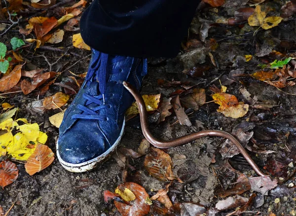Serpiente Bosque Zapato Azul Imagen de archivo