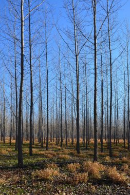 Ormanda otlu sıra sıra ağaçlar