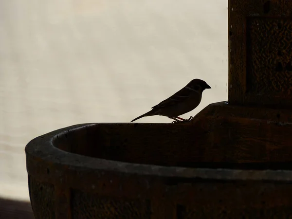 Silhouet Van Een Mus Stenen Fontein Die Zich Verbergt Voor — Stockfoto