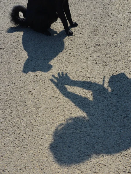 Dog Training Woman Dog Shadows — Stock Photo, Image