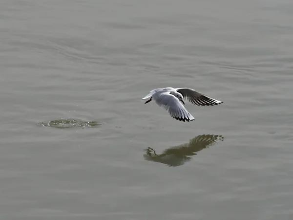 Möwe Fliegt Über Den Fluss Freiheitskonzept — Stockfoto