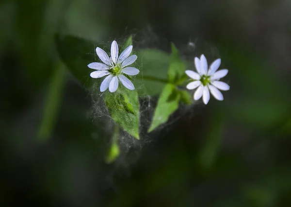 Two White Tiny Flowers Green Background — Stock Photo, Image