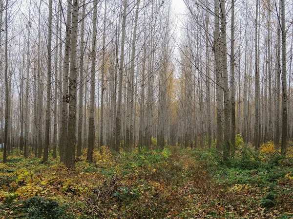 Höstlandskap Träd Och Löv Skogen — Stockfoto