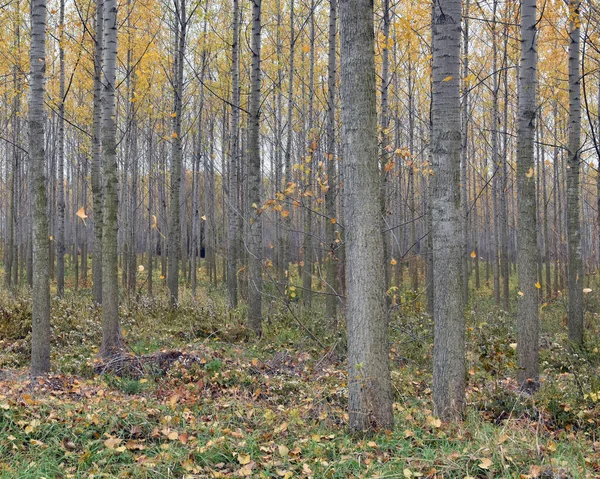 Höstlandskap Träd Och Löv Skogen — Stockfoto