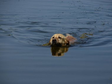 Labrador av köpeğinin yüzüşünün ön görüntüsü. Su yansıması, sudan çıkmış bir kafa.