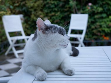 Kedi bahçedeki terasta beyaz masada yatıyor.