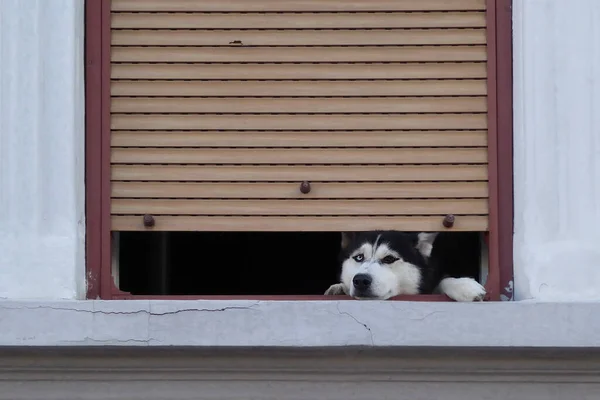 Husky Dog Looking Opened House Window Sunblindes — Stock Photo, Image