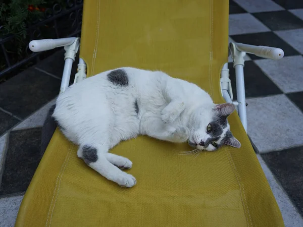 Cat Lying Relax Yellow Chair Terrace Yard — Stock Photo, Image