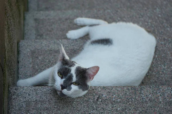 Cute Cat Lying Watching Steps — Stock Photo, Image