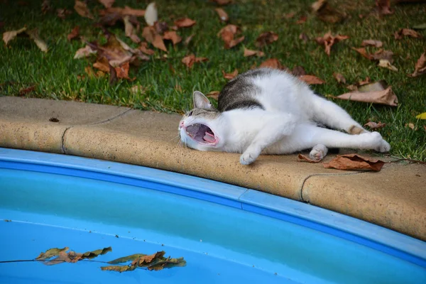 Lazy Cat Lies Yawns Swimming Pool — Stock Photo, Image