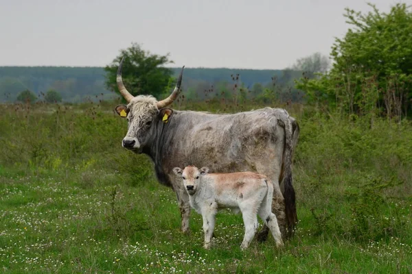 Koe Kalf Weide — Stockfoto