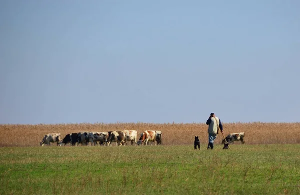 Krowy Pasą Trawę Łące Stadem Krów Dwoma Psami — Zdjęcie stockowe