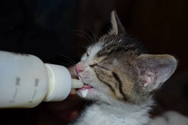 Alimentation Chaton Avec Mamelon Bouteille — Photo