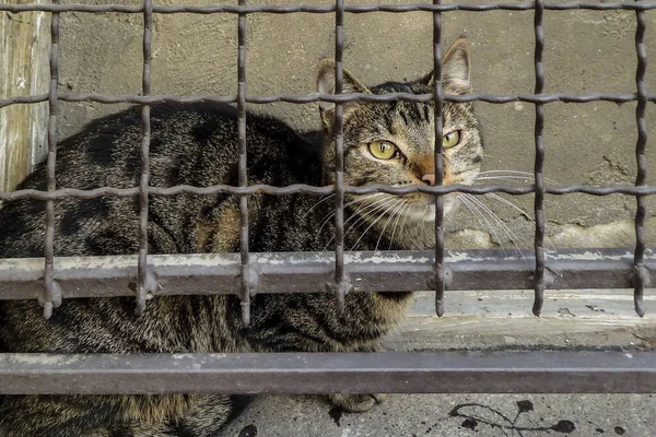 Homeless Cat Bars — Stock Photo, Image