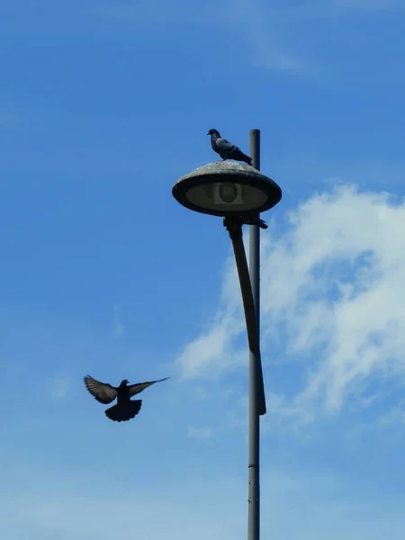 Птах Вуличній Лампі Інший Літає Навколо — стокове фото