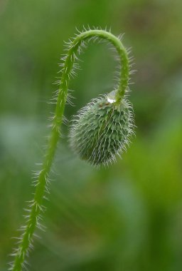Açılmamış yeşil haşhaş tomurcuğunun yakın çekimi