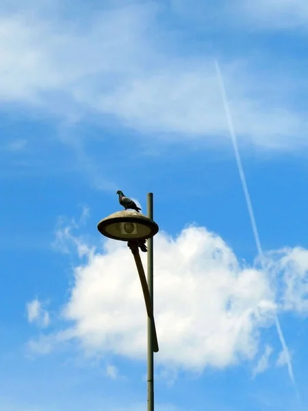 Pássaro Lâmpada Rua Céu Fundo Nuvens Com Trilha Plana — Fotografia de Stock
