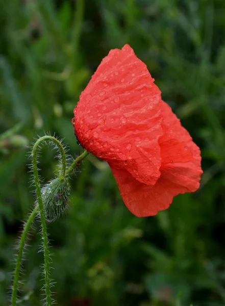 Poppy Flower Rain Rainy Drops — Stock Photo, Image