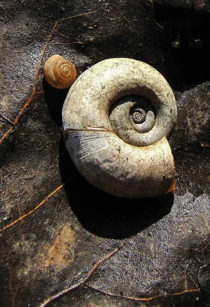 Conchas Caracol Grandes Pequenas Folha — Fotografia de Stock