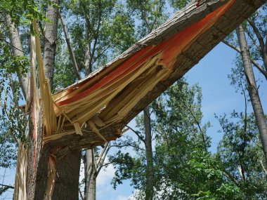 Fırtına üstüne ağaç kırıldı.