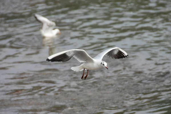 Duas Gaivotas Uma Voando Sobre Água — Fotografia de Stock