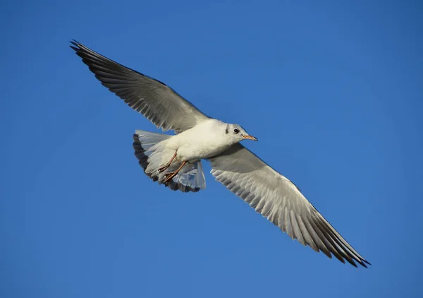 Gaviota Vuela Azul Cielo Fondo —  Fotos de Stock