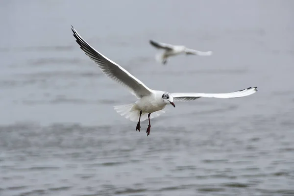 Duas Gaivotas Voando Sobre Água — Fotografia de Stock