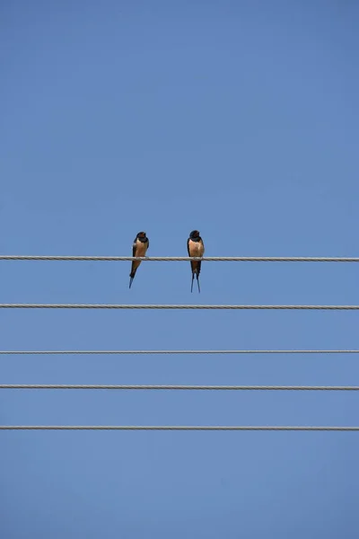 Twee Zwaluwen Draad Met Lucht Achtergrond Als Noten Bladmuziek — Stockfoto