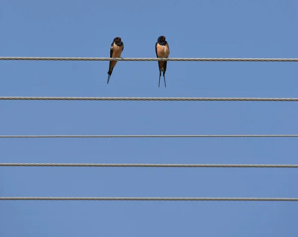 Twee Zwaluwen Draad Met Lucht Achtergrond Als Noten Bladmuziek — Stockfoto