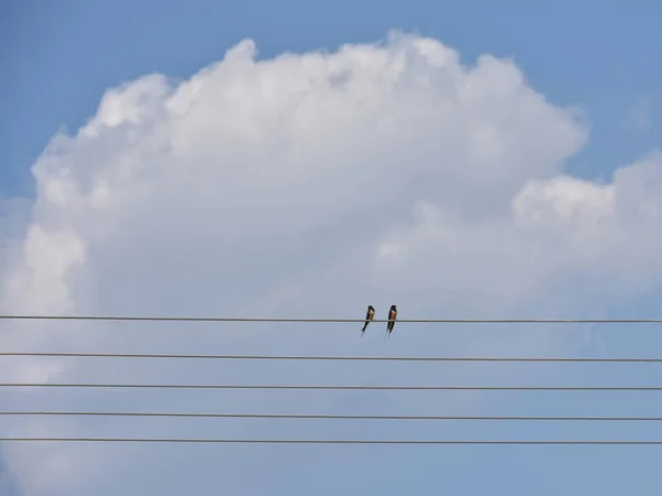 Dva Vlaštovky Drátě Oblohou Pozadí Jako Noty Noty — Stock fotografie