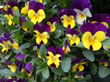 Baharda açık havada güzel nonoş çiçeklerinin yakın çekimi.