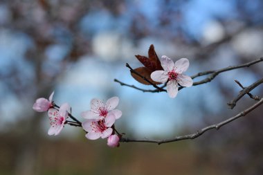 İlkbaharın başlarında mavi gökyüzünde çiçek açar