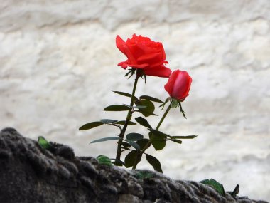 Duvarın önündeki taş çitte iki kırmızı gül.