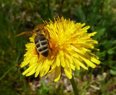 Sarı karahindiba çiçekli polenleme üzerine yakın plan arı