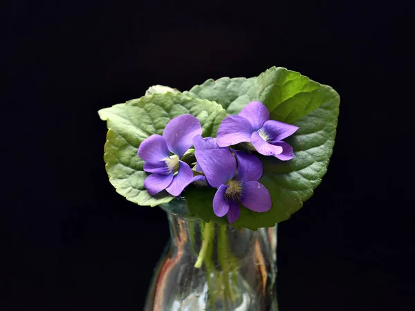 花瓶里的紫罗兰 叶背是黑色的 — 图库照片