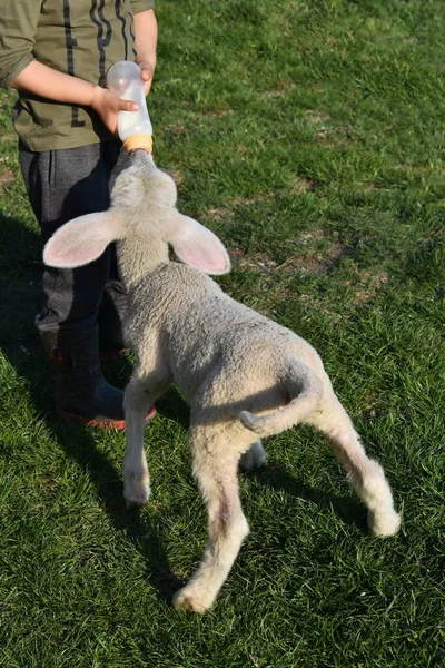 Niño Alimentando Cordero Bebé Sosteniendo Biberón Con Leche —  Fotos de Stock