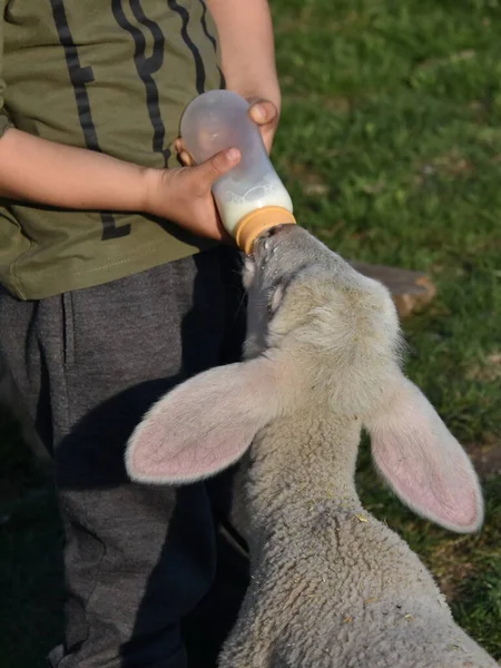 Chlapec Krmení Dítě Jehněčí Drží Láhev Mlékem — Stock fotografie