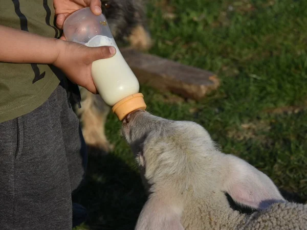 Jongen Voeden Een Baby Lam Holding Fles Met Melk — Stockfoto